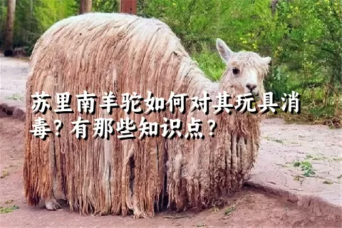 苏里南羊驼如何对其玩具消毒？有那些知识点？