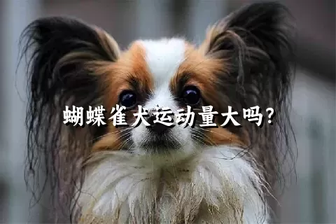 蝴蝶雀犬运动量大吗？