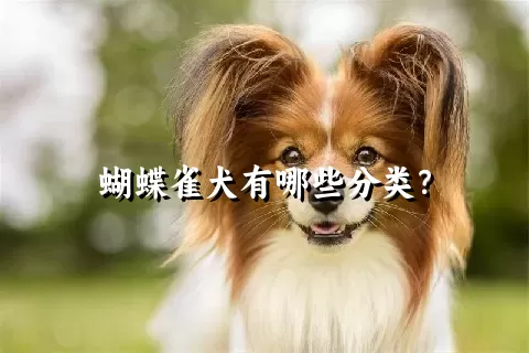 蝴蝶雀犬有哪些分类？