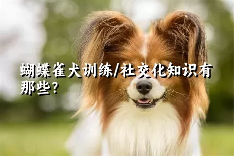 蝴蝶雀犬训练/社交化知识有那些？ 