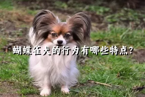 蝴蝶雀犬的行为有哪些特点？