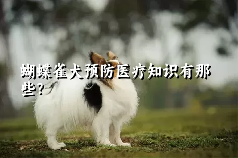 蝴蝶雀犬预防医疗知识有那些？