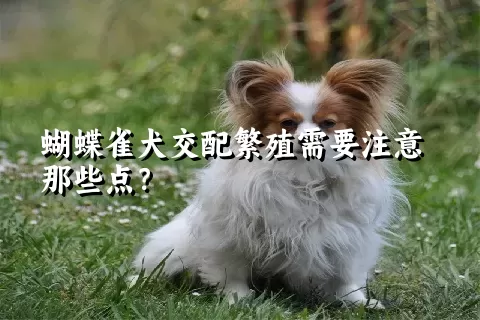 蝴蝶雀犬交配繁殖需要注意那些点？