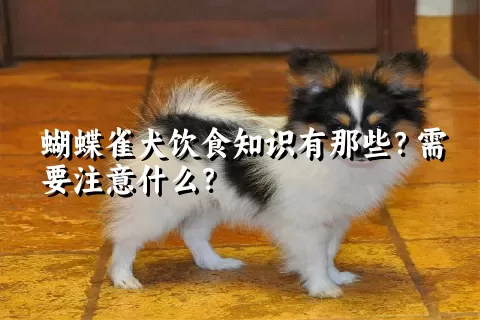 蝴蝶雀犬饮食知识有那些？需要注意什么？