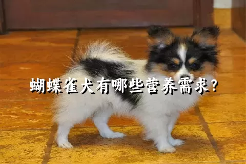 蝴蝶雀犬有哪些营养需求？