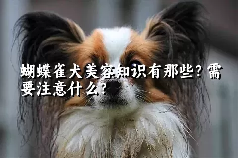 蝴蝶雀犬美容知识有那些？需要注意什么？