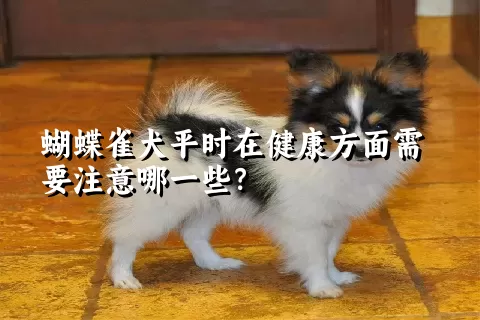 蝴蝶雀犬平时在健康方面需要注意哪一些？