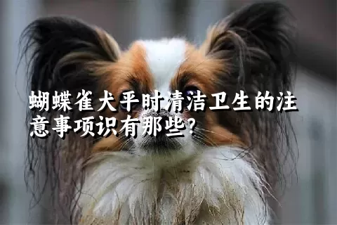 蝴蝶雀犬平时清洁卫生的注意事项识有那些？ 