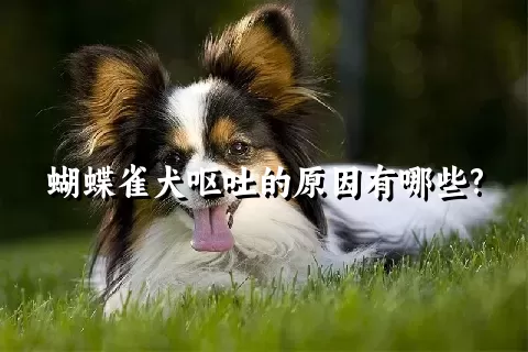 蝴蝶雀犬呕吐的原因有哪些?