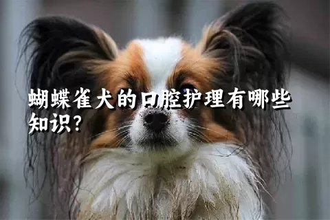 蝴蝶雀犬的口腔护理有哪些知识？