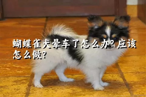 蝴蝶雀犬晕车了怎么办？应该怎么做？