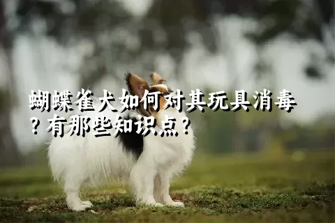 蝴蝶雀犬如何对其玩具消毒？有那些知识点？