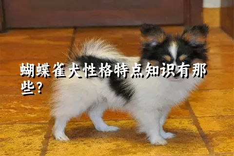 蝴蝶雀犬性格特点知识有那些？