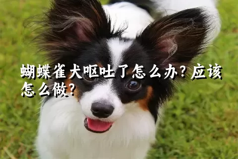 蝴蝶雀犬呕吐了怎么办？应该怎么做？