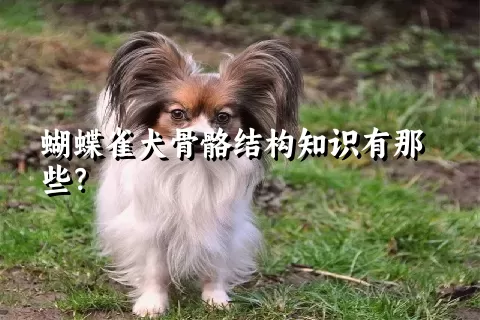 蝴蝶雀犬骨骼结构知识有那些？