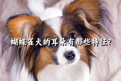 蝴蝶雀犬的耳朵有那些特征？