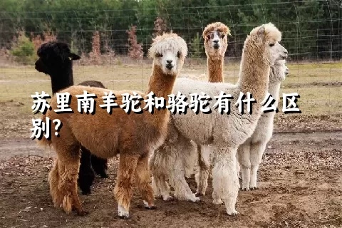 苏里南羊驼和骆驼有什么区别?