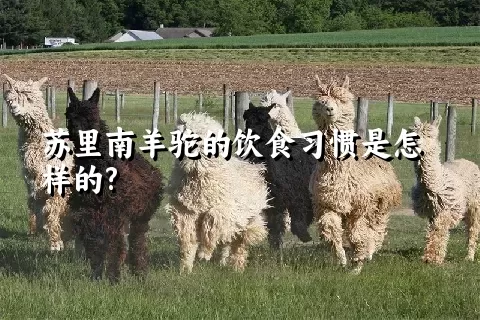 苏里南羊驼的饮食习惯是怎样的?