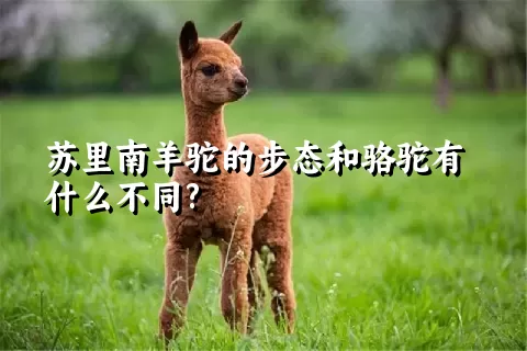 苏里南羊驼的步态和骆驼有什么不同?