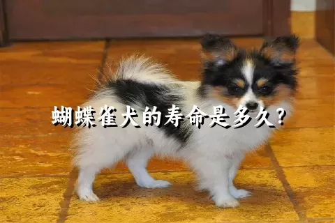 蝴蝶雀犬的寿命是多久？