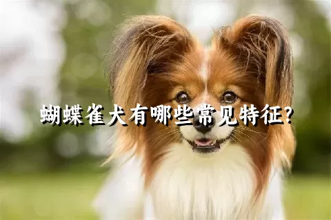 蝴蝶雀犬有哪些常见特征？