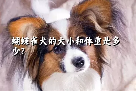 蝴蝶雀犬的大小和体重是多少？