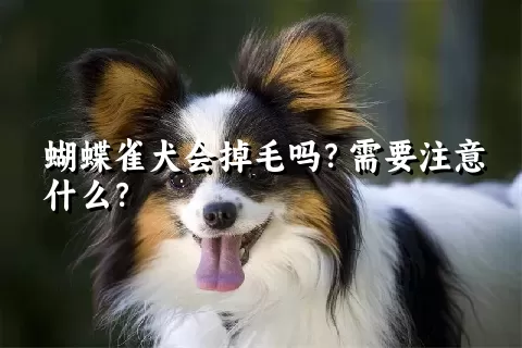 蝴蝶雀犬会掉毛吗？需要注意什么？