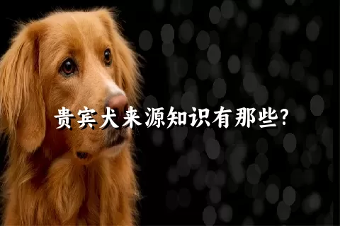 贵宾犬来源知识有那些?