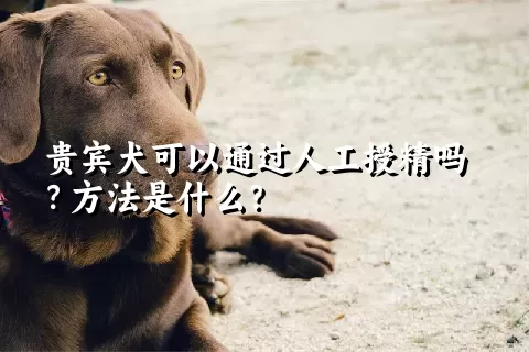 贵宾犬可以通过人工授精吗？方法是什么？