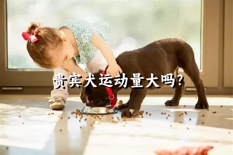 贵宾犬运动量大吗？