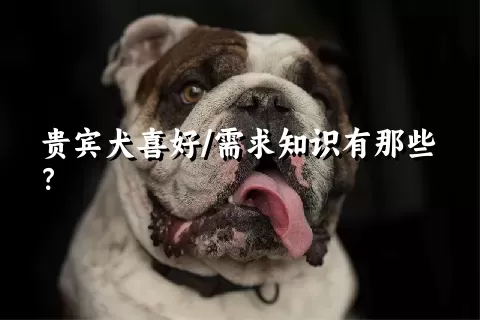 贵宾犬喜好/需求知识有那些？