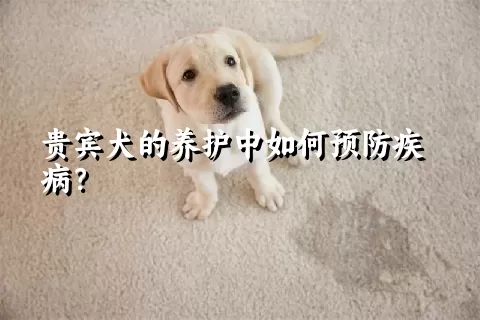 贵宾犬的养护中如何预防疾病？