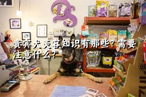 贵宾犬美容知识有那些？需要注意什么？