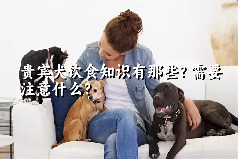 贵宾犬饮食知识有那些？需要注意什么？