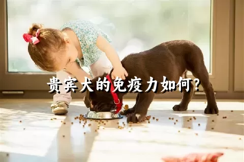 贵宾犬的免疫力如何？