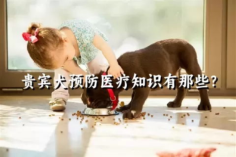 贵宾犬预防医疗知识有那些？