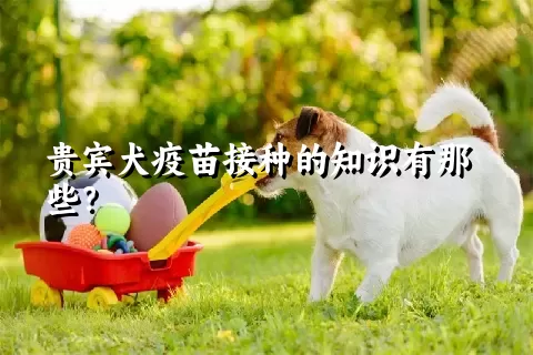 贵宾犬疫苗接种的知识有那些？