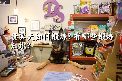 贵宾犬如何锻炼？有哪些锻炼知识？