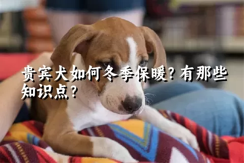 贵宾犬如何冬季保暖？有那些知识点？