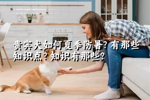 贵宾犬如何夏季防暑？有那些知识点？知识有那些？