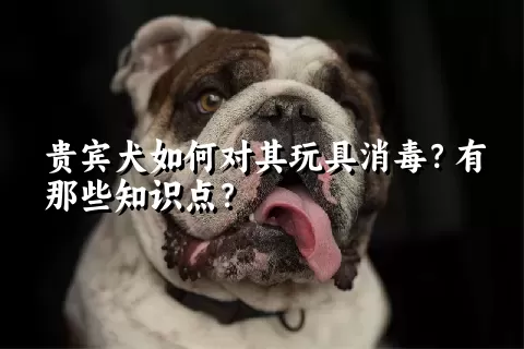 贵宾犬如何对其玩具消毒？有那些知识点？