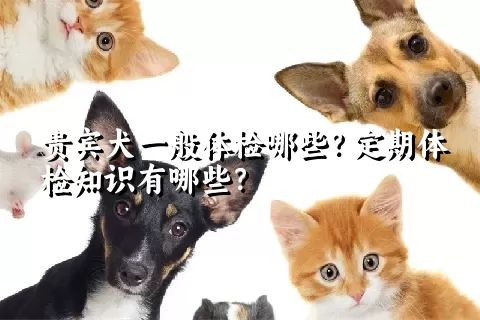 贵宾犬一般体检哪些？定期体检知识有哪些？