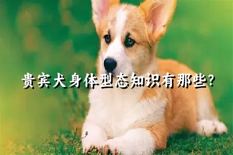 贵宾犬身体型态知识有那些？