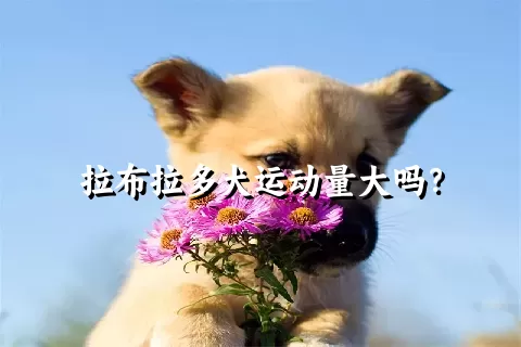 拉布拉多犬运动量大吗？