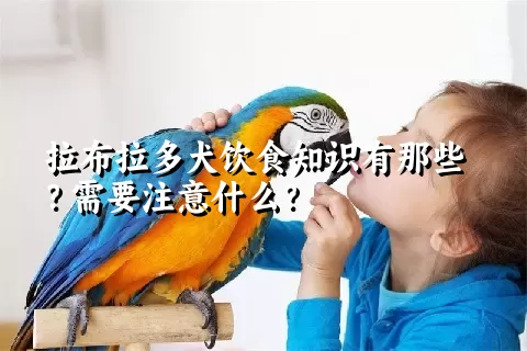 拉布拉多犬饮食知识有那些？需要注意什么？