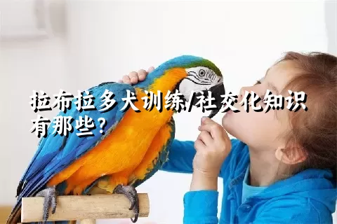 拉布拉多犬训练/社交化知识有那些？ 