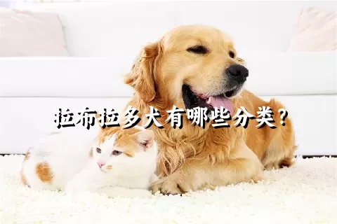 拉布拉多犬有哪些分类？