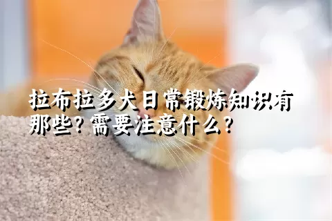 拉布拉多犬日常锻炼知识有那些？需要注意什么？