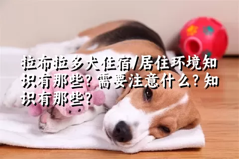 拉布拉多犬住宿/居住环境知识有那些？需要注意什么？知识有那些？