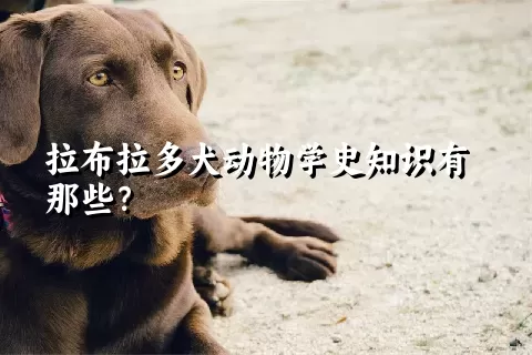 拉布拉多犬动物学史知识有那些？